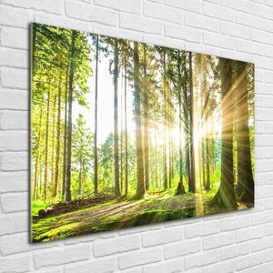 Akrilüveg fotó Forest a nap