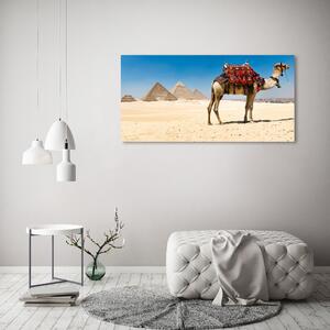 Akrilkép Camel kairóban