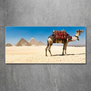 Akrilkép Camel kairóban