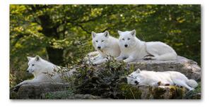 Akrilkép Fehér farkasok szikla