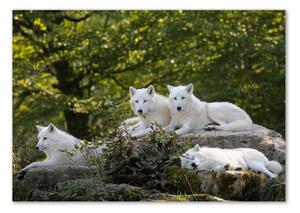 Akrilkép Fehér farkasok szikla