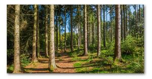 Akrilüveg fotó Panorama erdő