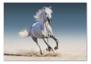 Akrilkép Fehér ló galopp