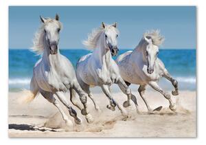 Akrilkép White horse beach