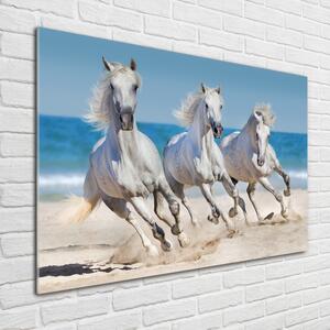 Akrilkép White horse beach