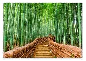 Akrilüveg fotó Bambusz erdő