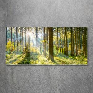Akrilüveg fotó Forest a nap
