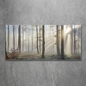 Akrilüveg fotó Köd az erdőben