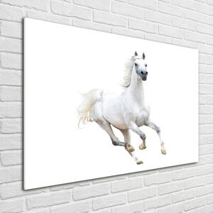 Üvegkép Fehér arab ló