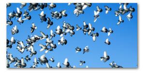 Akrilkép Flock a galambok