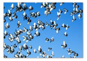 Akrilkép Flock a galambok
