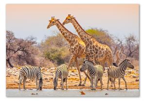Üvegkép Zsiráfok és zebrák
