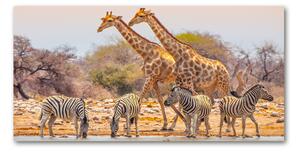 Akrilkép Zsiráfok és zebrák
