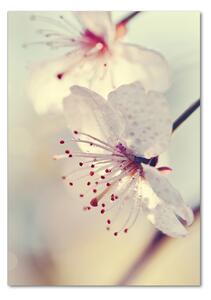 Egyedi üvegkép Cseresznye virágok