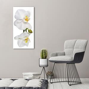 Vászonkép nyomtatás Fehér orchidea