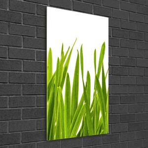 Egyedi üvegkép Zöld fű