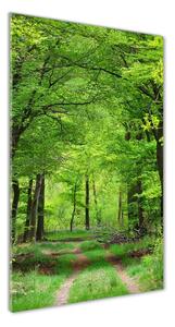 Üvegfotó Zöld erdő