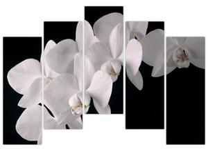 Kép - fehér, orchidea (125x90cm)