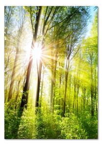 Üvegfotó Sun az erdőben