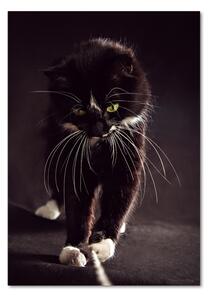 Üvegkép Fekete macska