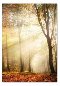 Üvegfotó Erdő ősszel