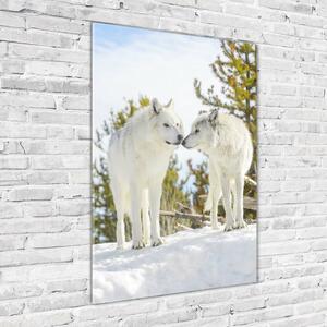 Üvegkép Két fehér farkas