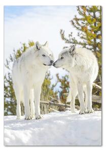 Üvegkép Két fehér farkas