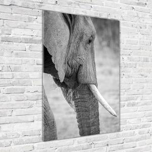 Üvegkép Elefánt