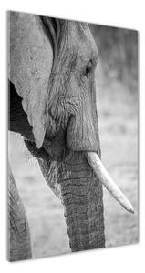 Üvegkép Elefánt