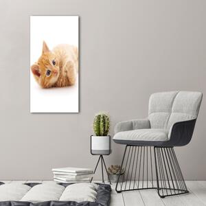 Vászonkép Kis gyömbér macska