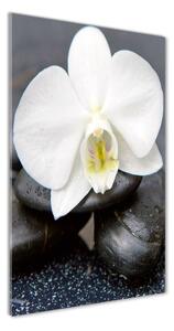 Egyedi üvegkép Orchidea és kövek