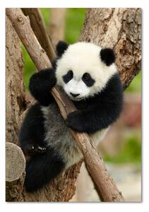 Üvegkép Panda egy fa