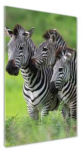 Üvegkép Három zebrák