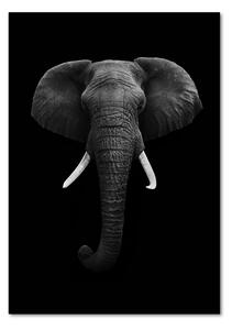 Üvegkép Afrikai elefánt