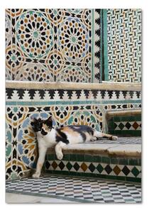 Üvegkép Cat marokkóban