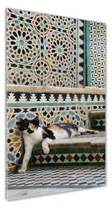 Üvegkép Cat marokkóban