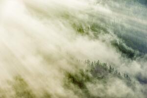 Fotótapéta erdő ködben