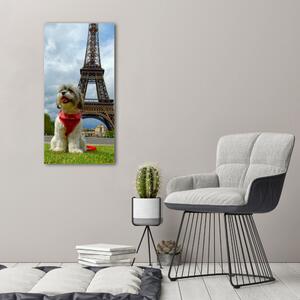 Vászonkép Dog in paris