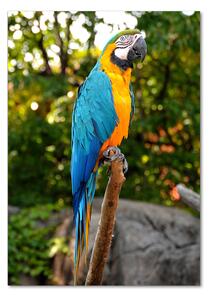 Üvegkép Ara papagáj