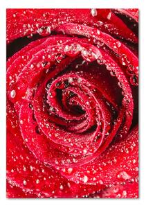 Egyedi üvegkép Vörös rózsa