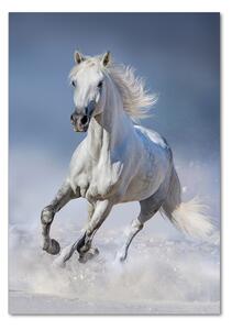Üvegkép Fehér ló galopp