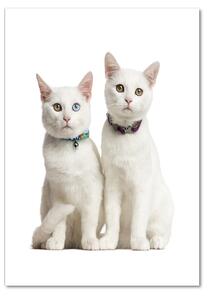 Üvegkép Két fehér macska