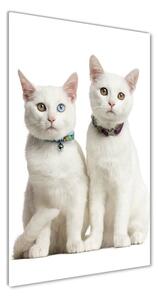 Üvegkép Két fehér macska