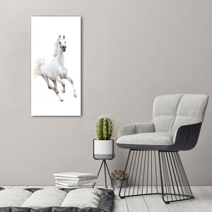 Vászonkép Fehér ló galopp
