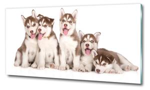 Üvegkép Husky kiskutyák