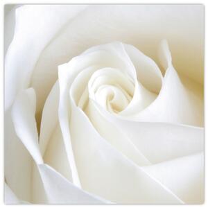 Kép - fehér, rózsák