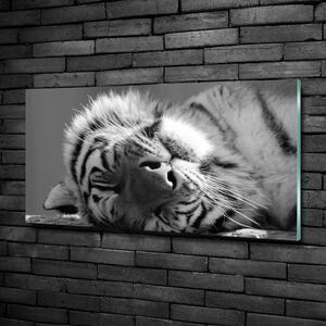 Üvegkép Alvó tigris
