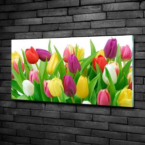 Egyedi üvegkép Színes tulipán