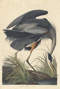 John James (after) Audubon - Festmény reprodukció Great blue Heron, 1834, (26.7 x 40 cm)