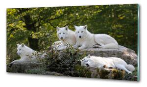 Konyhai fali panel Fehér farkasok szikla